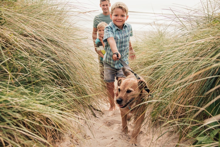 Low angle view of a little boy and his family walking the dog through the sand dunes.