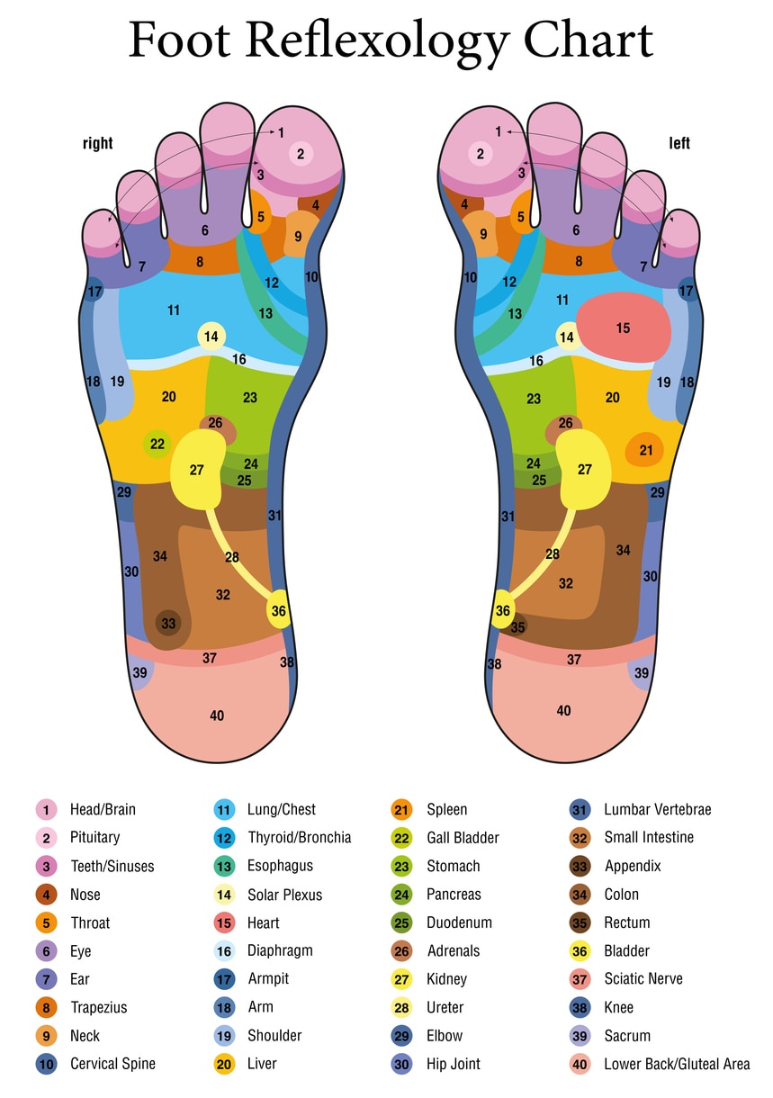 แผนภูมิการนวดกดจุดสะท้อนเท้า