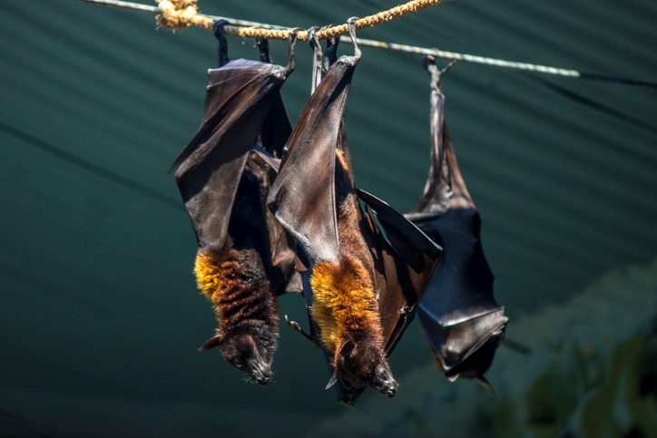 Nipah Virus: What you should know to stay safe